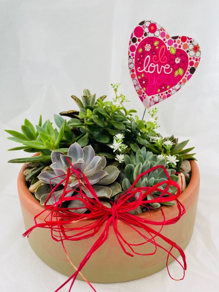 Plant: Garden of Love: Succulents