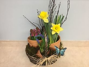 Plant: Spring Bulb Garden Basket