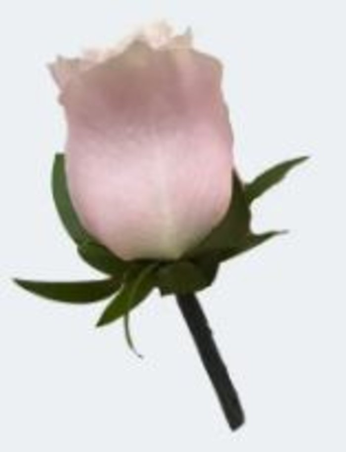 Bout: Pink Rose Boutonniere