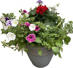 14\" *PREMIUM* Patio Planter- Sunny Area