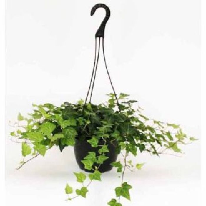 Plant: Hanging Ivy Plant