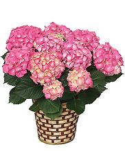 Hydrangea Plant in basket