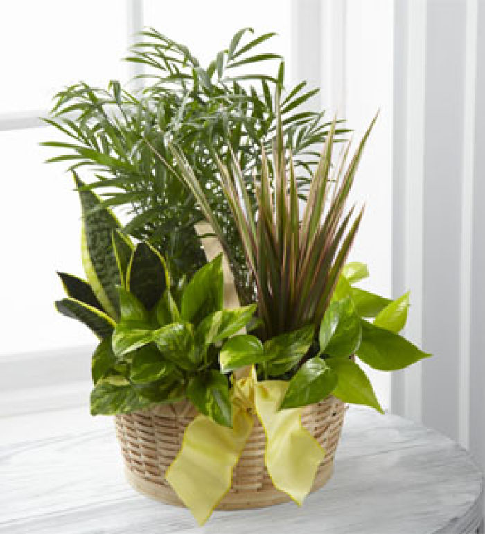 Planter: French Garden: Green plants with yellow bow