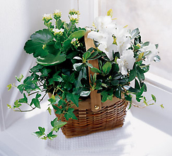 French Garden: White Assortment Plant Basket