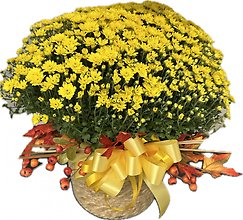 FALL GARDEN MUM & Fall trim (variety of colors)