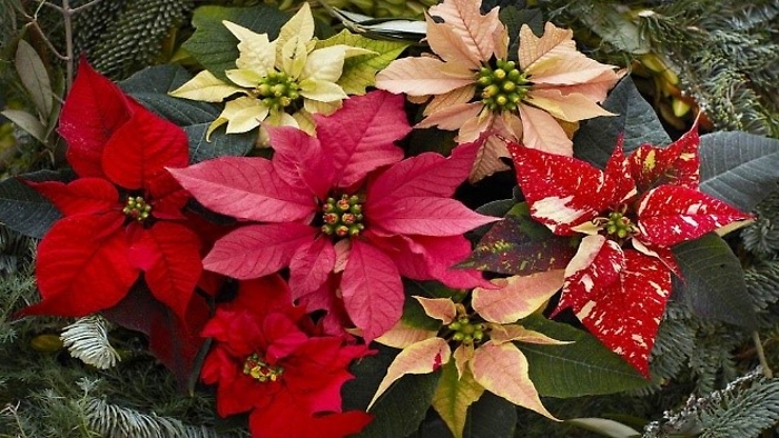 Poinsettia Garden: Mixed Holiday Basket of Poinsettia plants