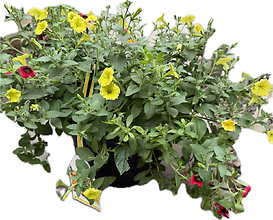 13\" Patio Planter- SUNNY Area