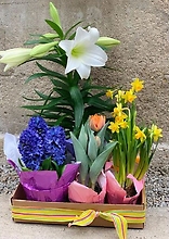Plant: Spring Bulb plants in box