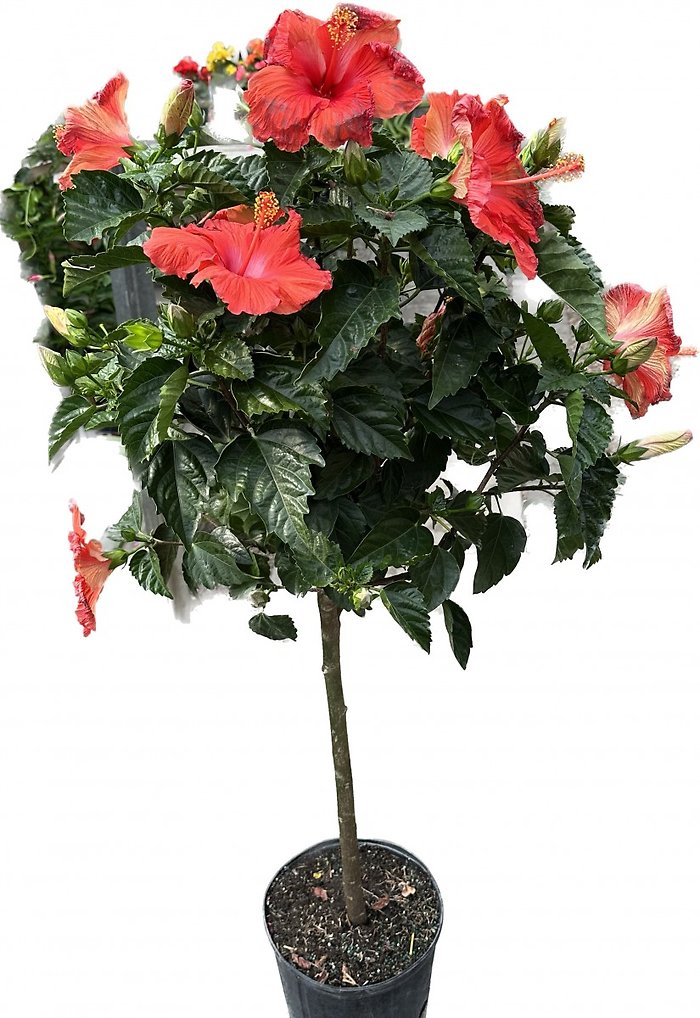 Hibiscus tree 10\" pot