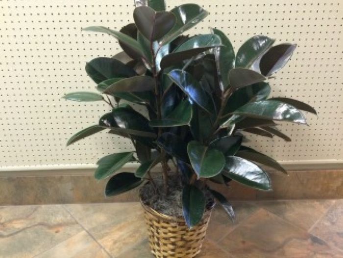 Plant: Burgundy Rubber Tree Plant