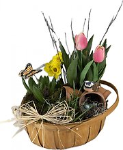 Spring Bulbs Bird & Butterfly Garden